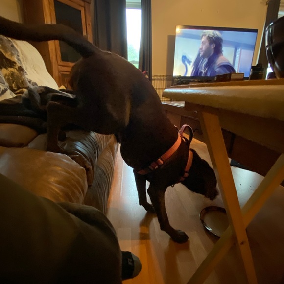 Our Bailey & meet Sadie —part 2 - Picture 9 of 16